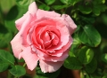 Mc.Cartney rose